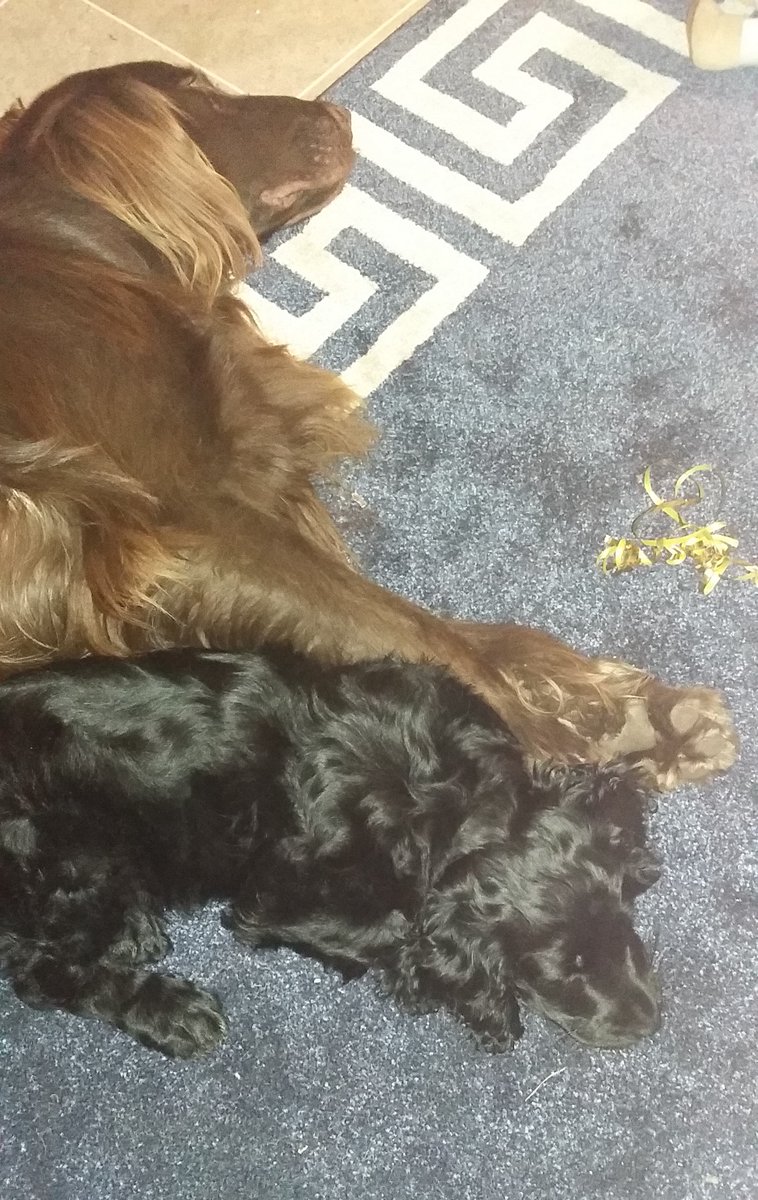 dogs die of shock at latest Trump tweets