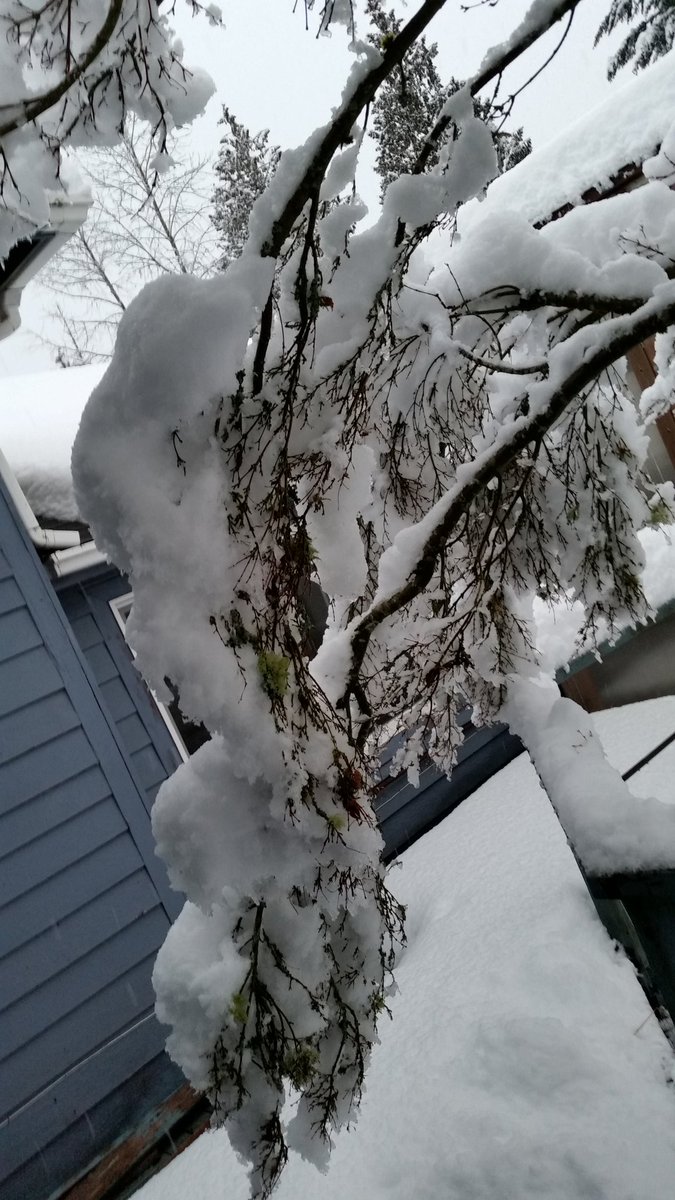 SeahawkSpirit12's tweet photo. 3-6 inches, they said. Gone by Tuesday, they said. This is the current view out my front door...last pic is my deck. 😨 #SnowedIn2017 https://t.co/lus4vqdQMe