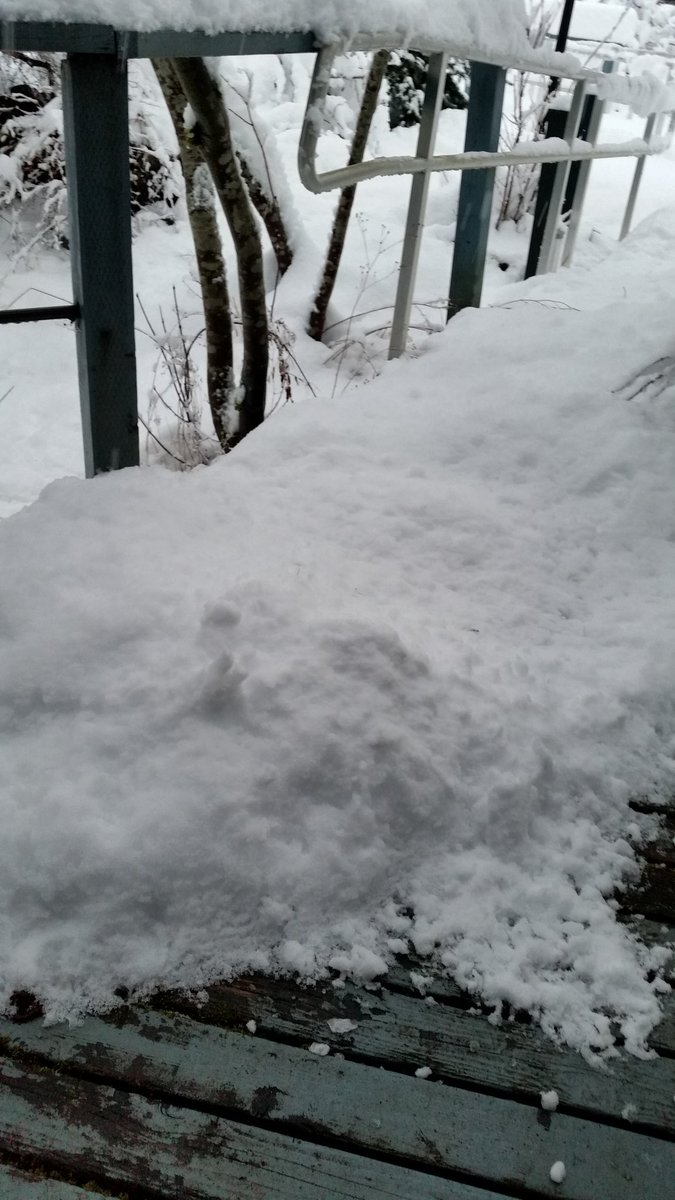 SeahawkSpirit12's tweet photo. 3-6 inches, they said. Gone by Tuesday, they said. This is the current view out my front door...last pic is my deck. 😨 #SnowedIn2017 https://t.co/lus4vqdQMe