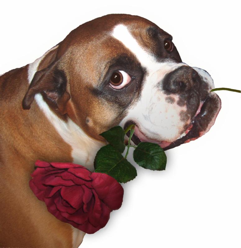 Hydrotherapy for Spinal Issues, Teaching Fetch, and More - Our February Newsletter conta.cc/2kVtQbJ