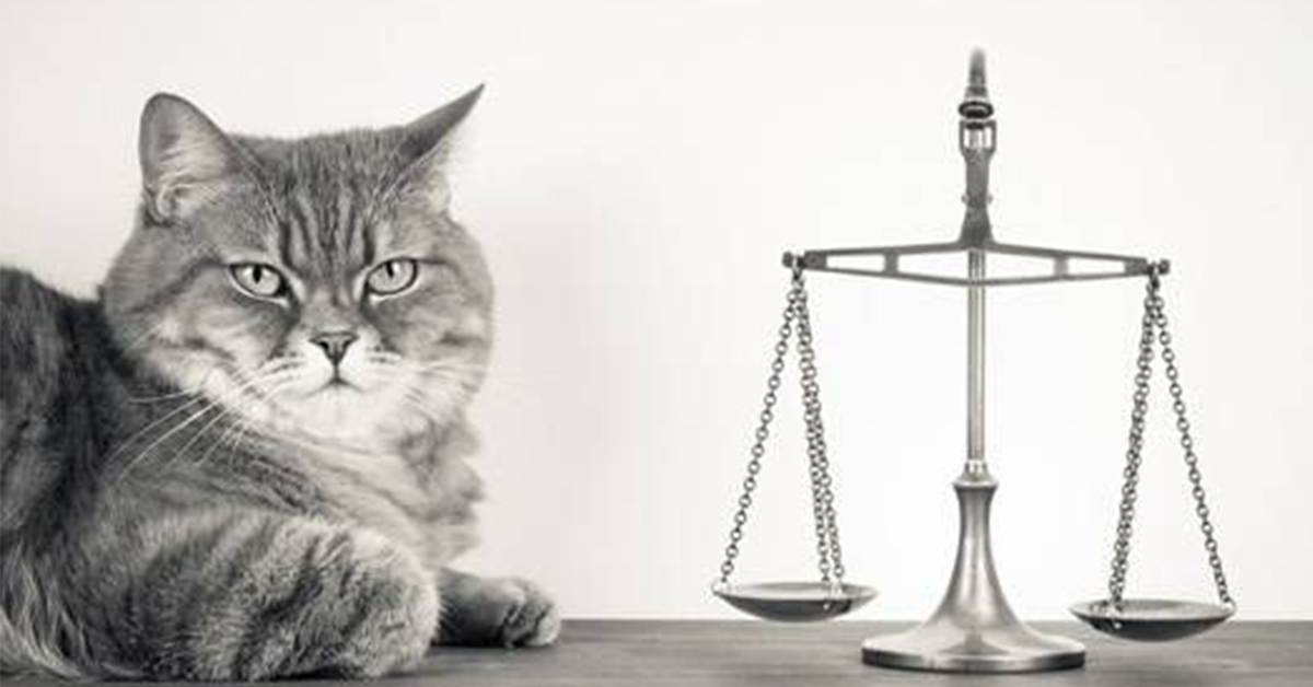 Comprendre enfin les termes utilisés dans l'affaire #PenelopeGate en 2 mn 👉 goo.gl/XyNnjs #Fillon #FillonGate #Miaou