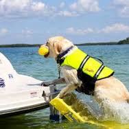 OneCleanBoat's tweet image. What is your best tip for boating with dogs? #dogsoftwitter #DogLover #boating #sports