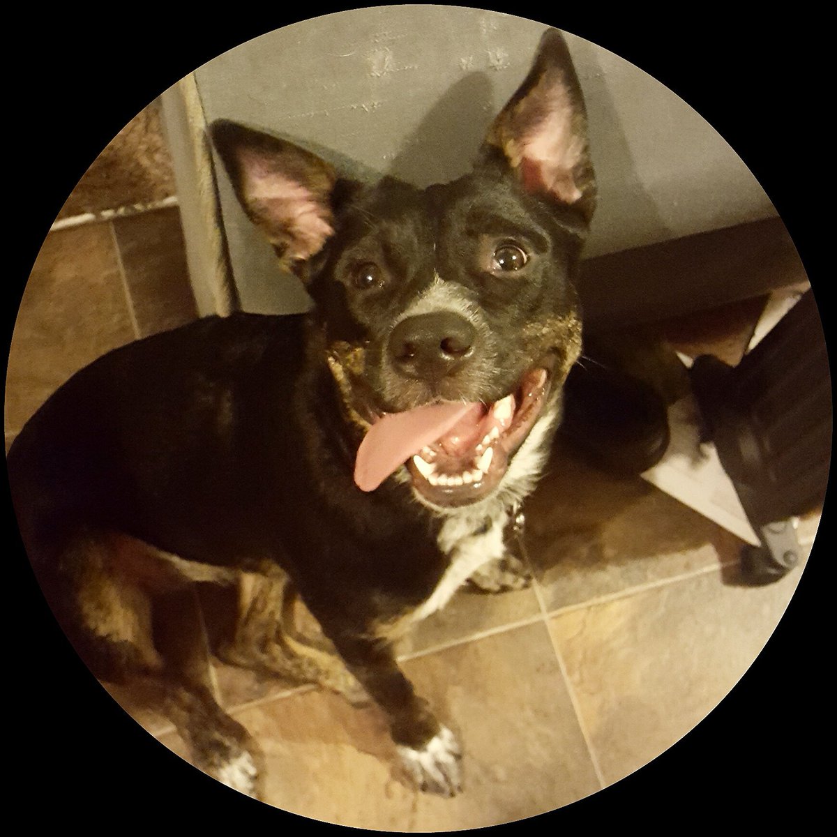 LaceyDragon's tweet photo. Saoirse is growing up! https://t.co/lDbgQmOB8C