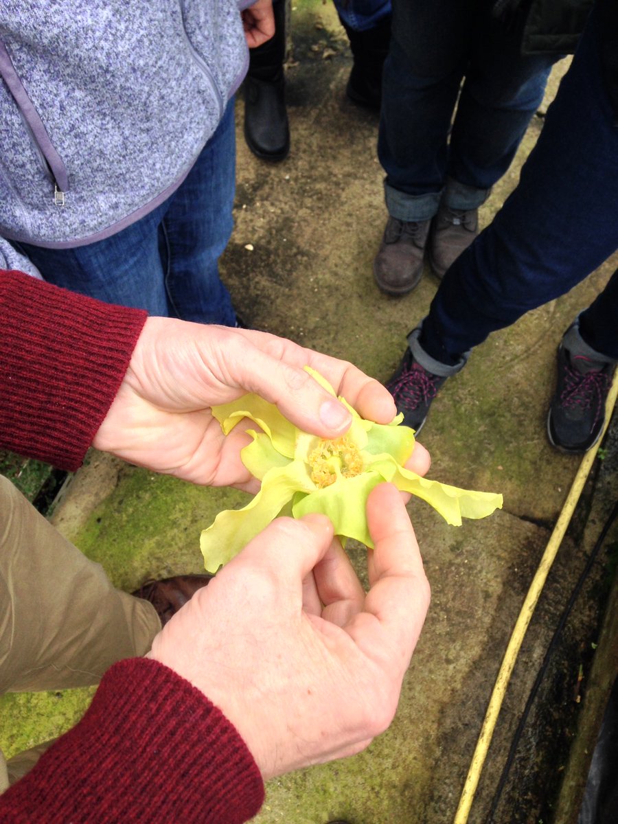 j11p43f's tweet photo. The #flowers of #Sarracenia today with @BotanyRNG very unique! #MScPlDiv #LearnBotany #PlantsAreCool @kewgardens @BSBIbotany @The_RHS https://t.co/noS8GOXn0m