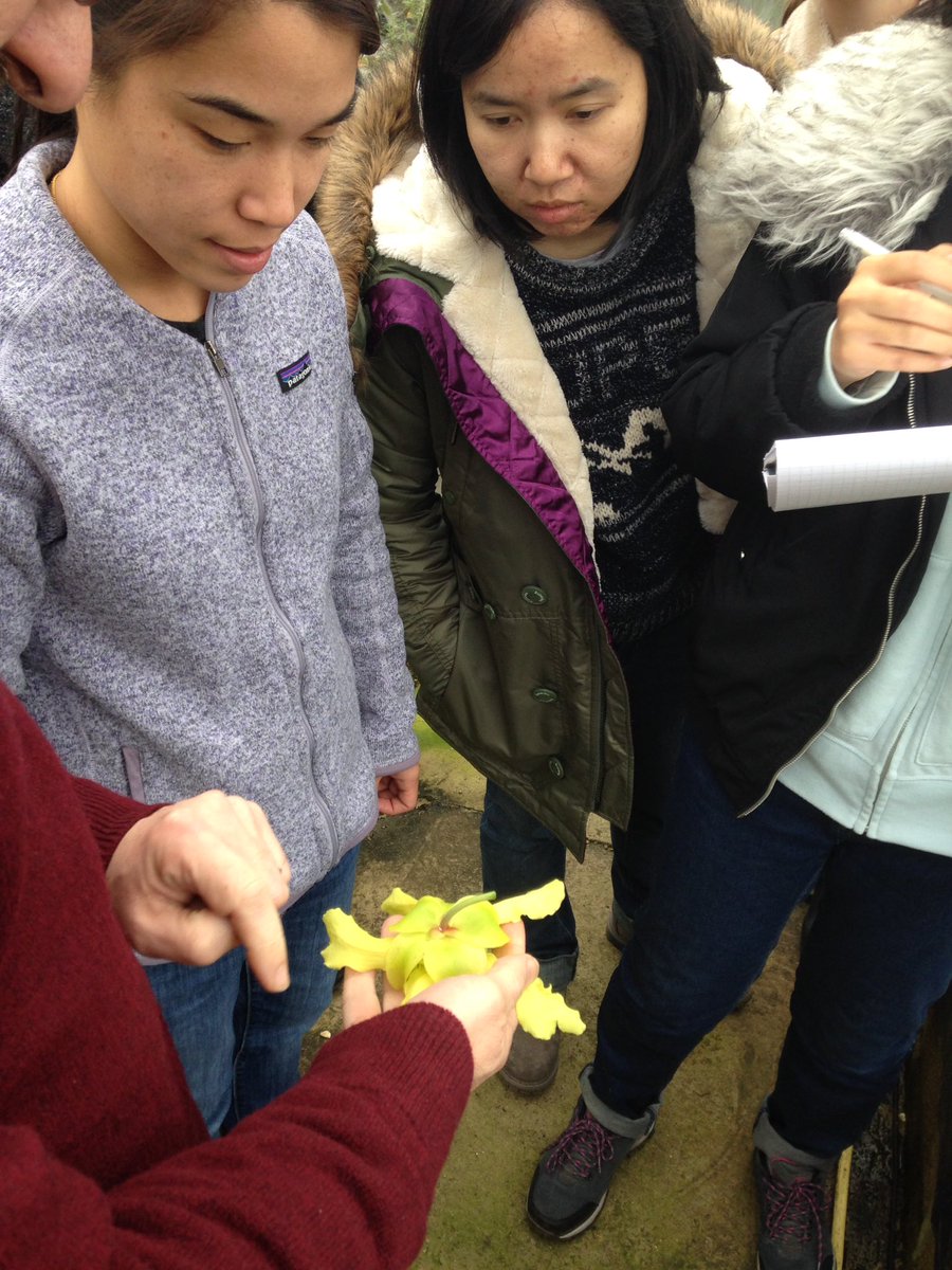 j11p43f's tweet photo. The #flowers of #Sarracenia today with @BotanyRNG very unique! #MScPlDiv #LearnBotany #PlantsAreCool @kewgardens @BSBIbotany @The_RHS https://t.co/noS8GOXn0m