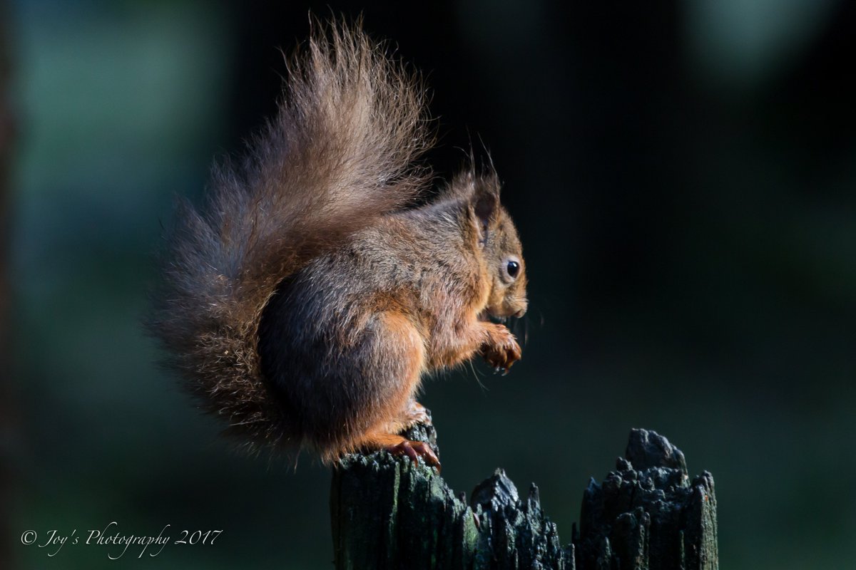 My day finally came captured cute Red Squirrels at the weekend, it snowed! Thanks @WildDalesPhoto 
#redsquirrels @yorkshirewildlife #nature