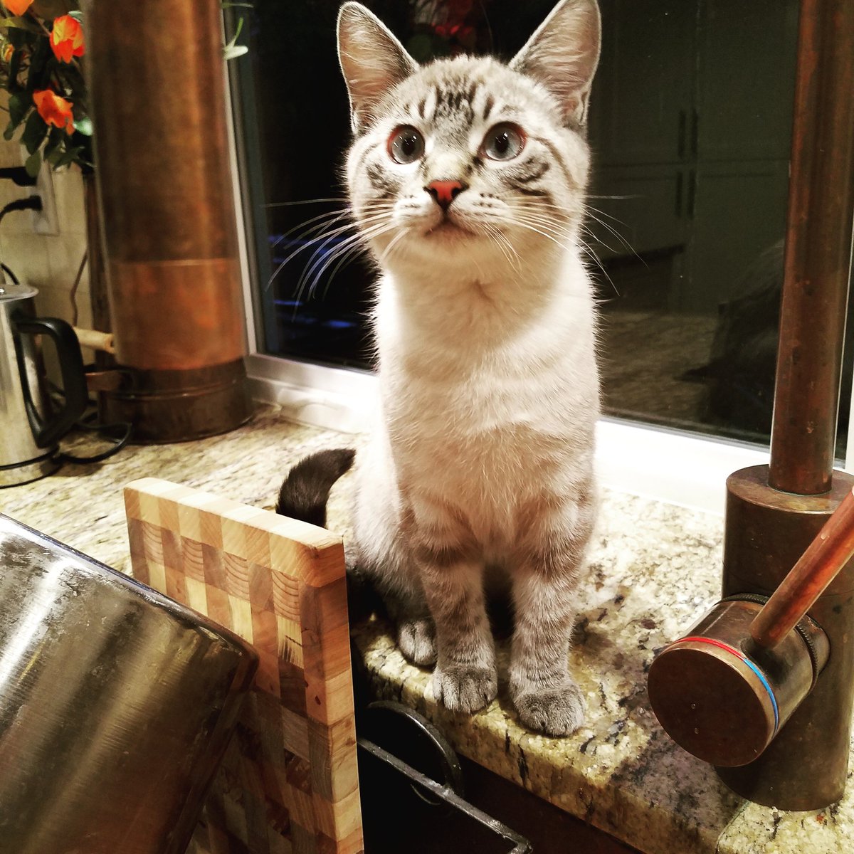 FatFelines's tweet photo. Need a dose of cute? Meet Milo my cats' cousin. #mondaymotivation #kitten #fatfelines #CuteAnimals #pdx #CatsOfTwitter https://t.co/OZhsdqbOtE