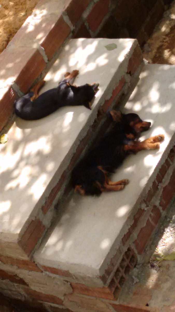 Nossos filhotes <a href="/otenrfa/">TIM Beta Neto</a>