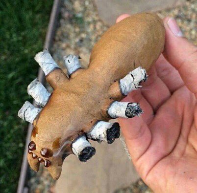 _TrippyDippy's tweet photo. Wyd After smoking this? https://t.co/vuwIejx5Yu