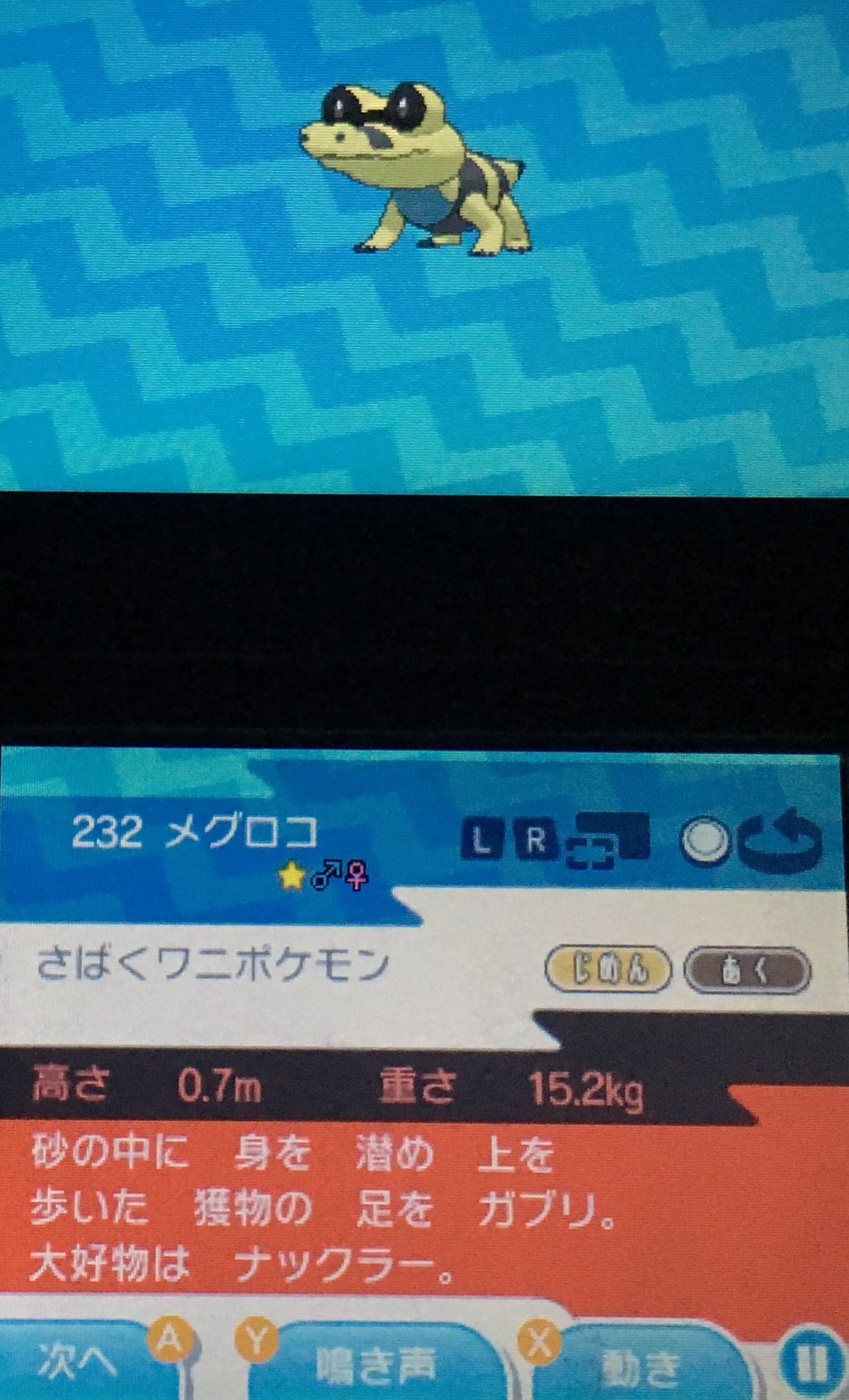 姫野桃 桃色のポケgoマイボウラー 先程 ハイナ砂漠 ウラウラ島 を散策中に色違いのメグロコに遭遇し 無事にgetする事が出来ましたわ W ポケモン サンムーン ハイナ砂漠 色違い メグロコ T Co Fbq7ejy92v