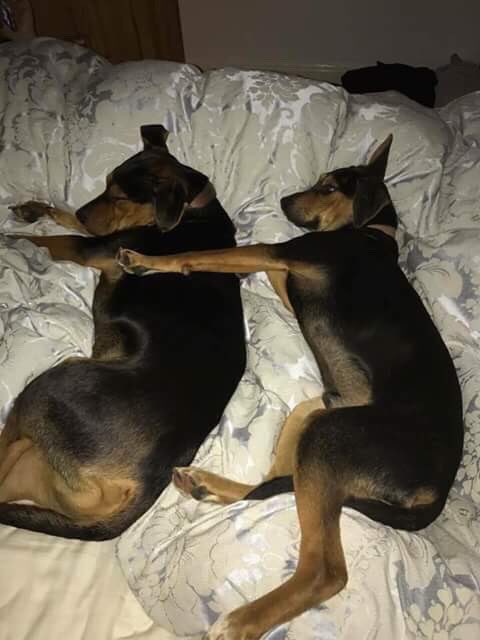 SSDogsUK's tweet photo. *Brothers. One was still in the pound, but the family adopted him too *Hermanos. Uno seguía en la perrera pero ahora adoptado por la familia https://t.co/EgG5xU8whQ