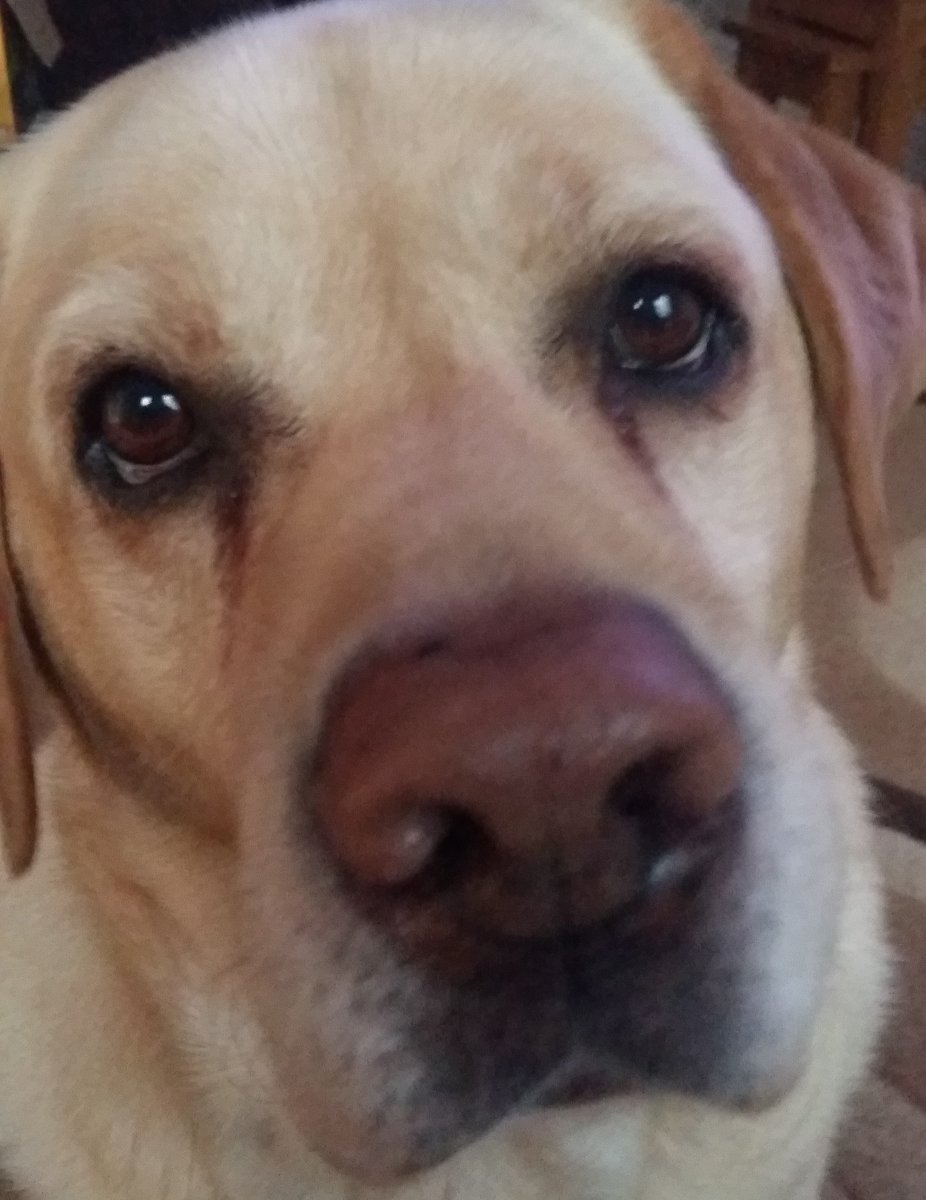 RcwsRichard's tweet photo. Cleaning -Dishes-Washing-Cat- Dog-Deliveries You Cant See To Everything       We Can https://t.co/DLmpgSjDZy … … https://t.co/rBpqLm4N3K