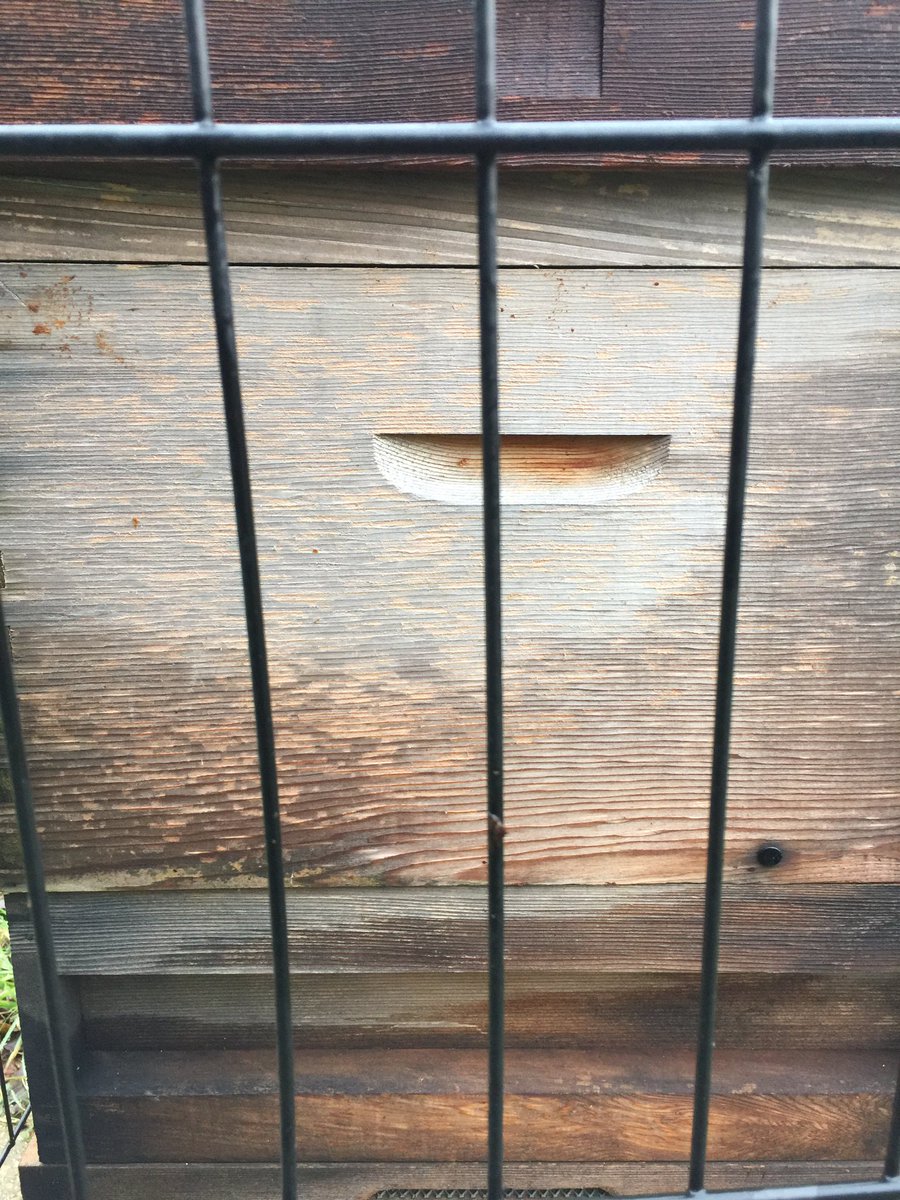 oxonchef85's tweet photo. Good feeling when you know your #bees are surviving the winter #warmspots #BritishHoneyBee 🐝 #BeeKeepers @southchilterns https://t.co/uGLQOm8XMc