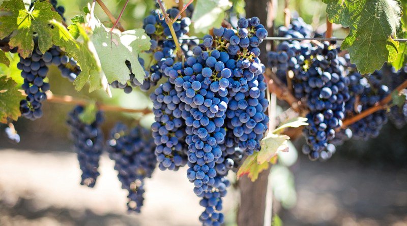 CBegude's tweet photo. Vignes franches de pied : histoire et conséquences sur le goût du vin https://t.co/1AesEzYd2f https://t.co/1Qg3X09asa