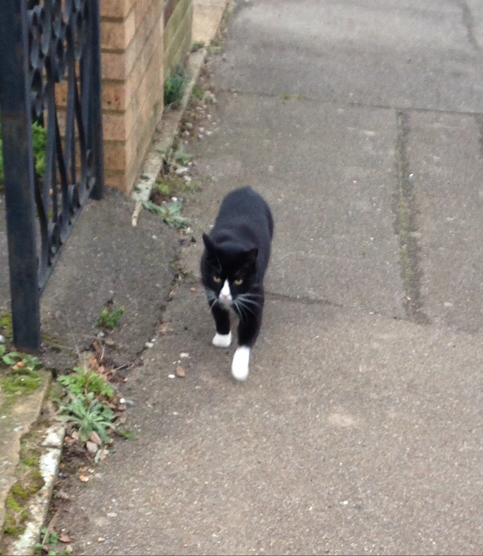 FindPeterPonce's tweet photo. #PerryPonce stayed in bed #PeterPonce escorted us to school #PippyPonce #followedushome ๐๐#CatsOfTwitter https://t.co/xHcnwRAaYS