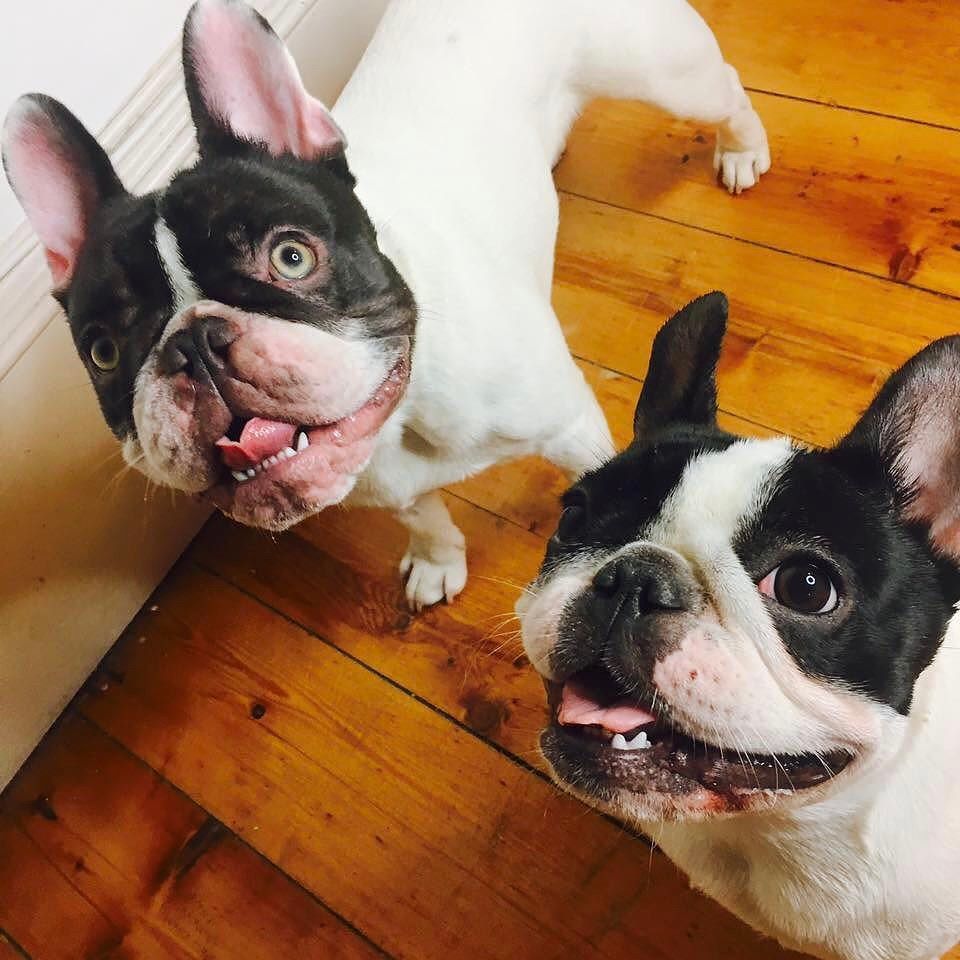hellorogue's tweet photo. Squad goals 😸💪🏻 #brolive #dogsofinstgram #frenchbulldog #siblings https://t.co/53NinhKYuo https://t.co/jkNX2XXmQ7