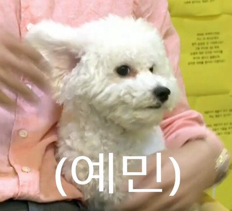 dpwls3628's tweet image. #아육대_폐지 좀 하자 제발
지구 멸망이 아육대 폐지보다 빠를듯싶다