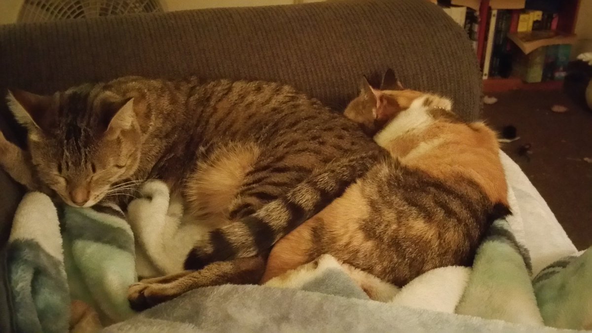 Amanda83Adams's tweet photo. My cuties cuddling https://t.co/HWgV0qWudZ