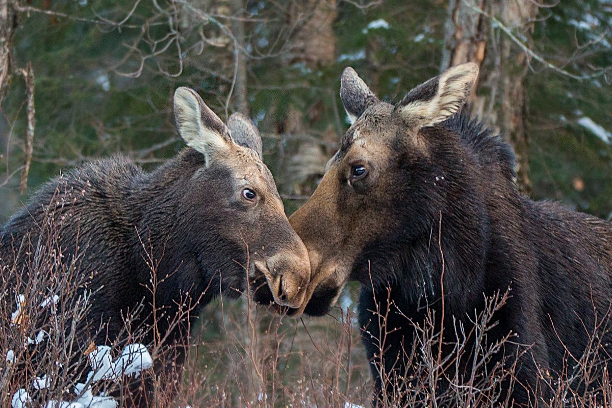 Ontario Outdoors (@outdoorsontario) on Twitter photo 