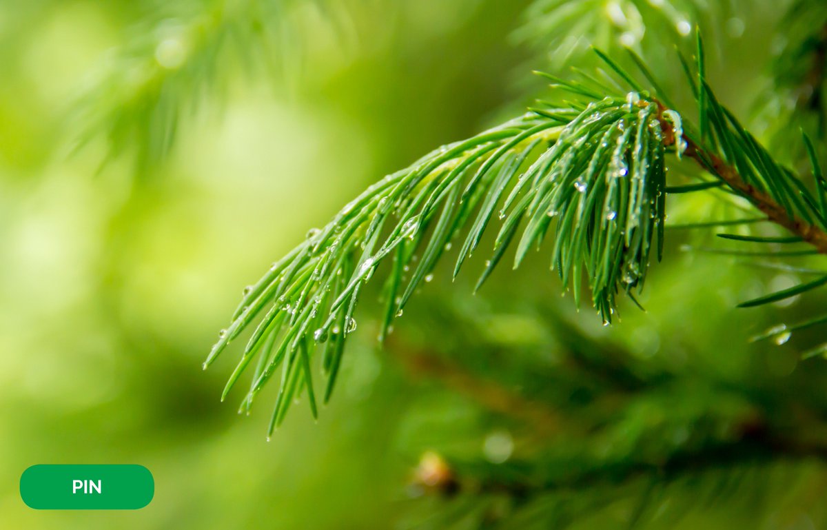 Les propriétés du Pin sont nombreuses ! Il permet notamment de soulager les bronches irritées et de décongestionner les voies respiratoires.