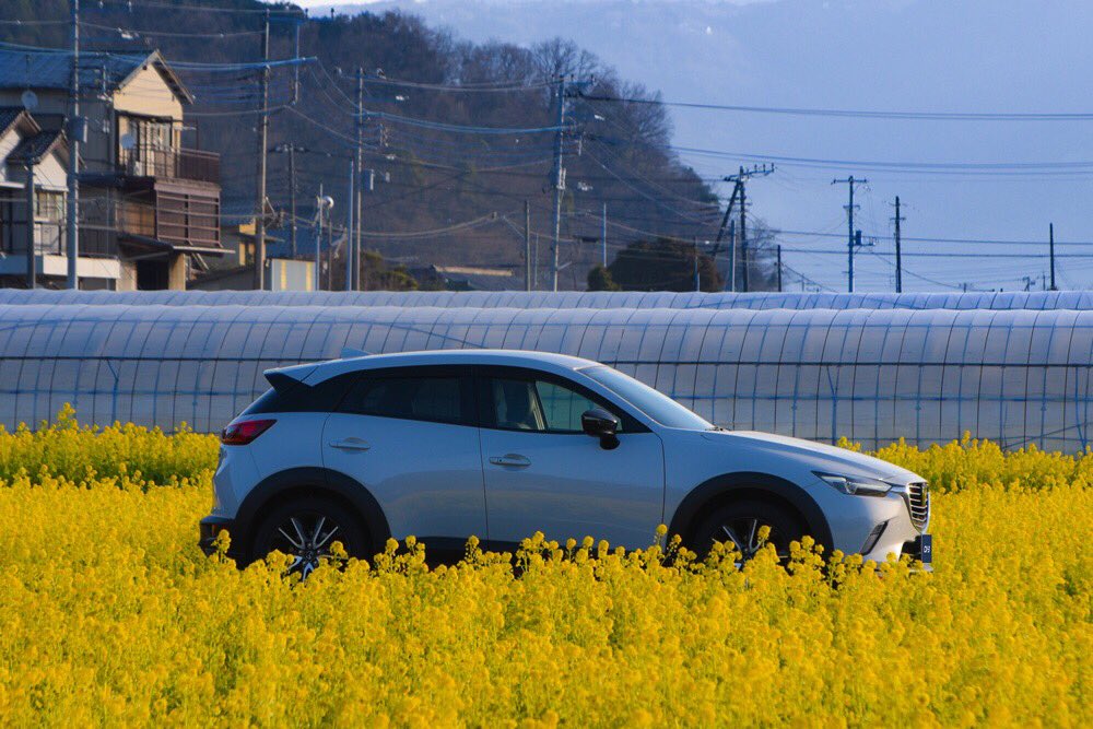 crillu's tweet photo. @Mazda_PR #マツダの創立記念日にマツダ車を貼る #MAZDA #cx-3 97歳のお誕生日おめでとうございます！いつも楽しいドライブありがとうございます。これか��もよろしく。今週末の菜の花畑ともひとつpicをペタペタ。 https://t.co/WYSQH2l4mF
