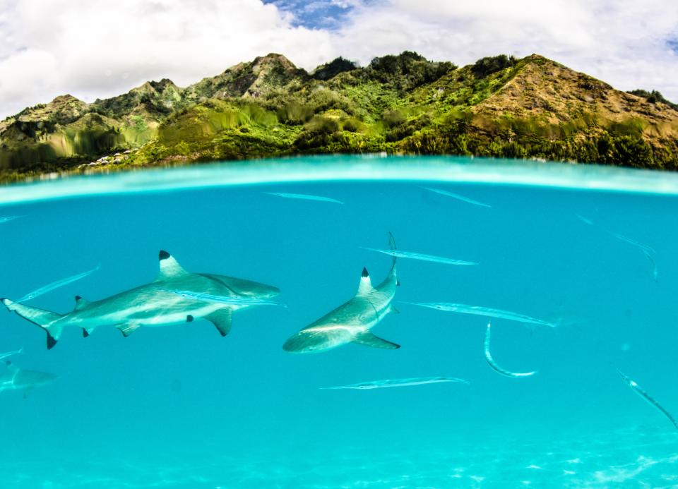 SailorsforSea's tweet image. Reef fish that conquer fear of #sharks may help control excess algae  bit.ly/2jM5RLB #awesomescience from @sciallorg