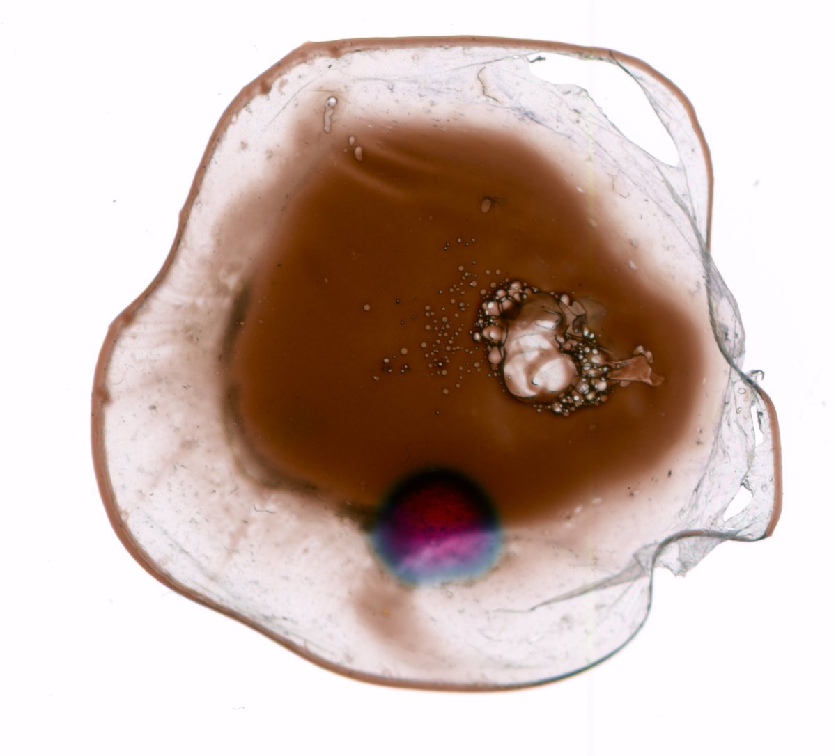 CNano_national's tweet photo. L'image de la semaine: Nano Cauchemar- @BrunoPalpant - @ENS_ParisSaclay @UnivParisSaclay @inp_cnrs @centralesupelec #priximage #nanosciences https://t.co/tRTJ6gyBbx