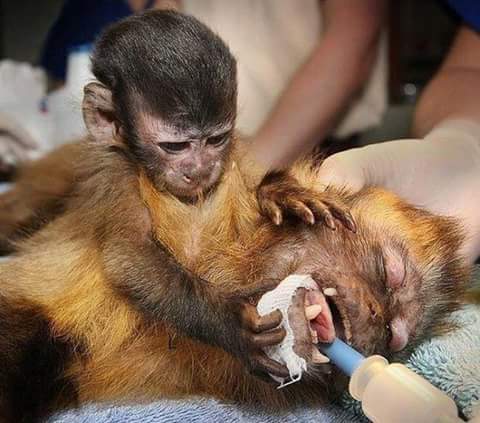 Wianette_Kaehne's tweet photo. Torture in the name of science! 💔 please 📝 #StopAnimalTesting https://t.co/nf50t8QxaO
 https://t.co/ALxjGB6WFW https://t.co/GvMa16fnMX