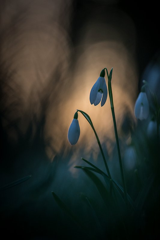 robcanis's tweet photo. Snowdrops now appearing throughout Kent. This was taken last year on Kent's North Downs at dusk. @KentWildlife @NorthDownsWay https://t.co/6dBNrURDZt