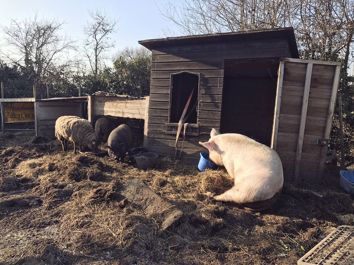 Les anges sont contents de retrouver le soleil après cette longue période de froid 💜🐷🐑☀️