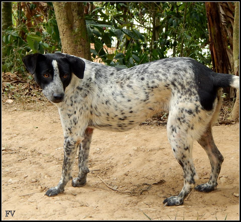 Chispita tiene aproximadamente 3 años con la RAC. Aunque ya no sufre, sigue esperando un #HOGAR: ow.ly/Ddn8307ANPk