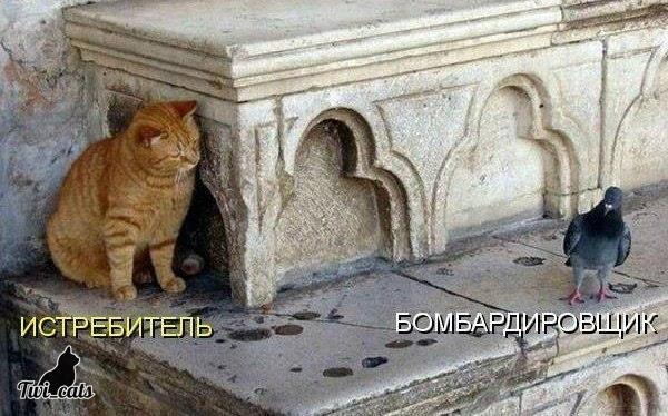 Котэ tweet media