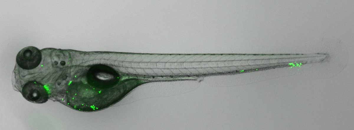 DrGTomlinson's tweet photo. We're looking for a #postdoc to integrate #zebrafish &amp; human models to study #immuneresponses in #tuberculosis @UCL https://t.co/LyanohZSSd https://t.co/JK9sDjnn2c