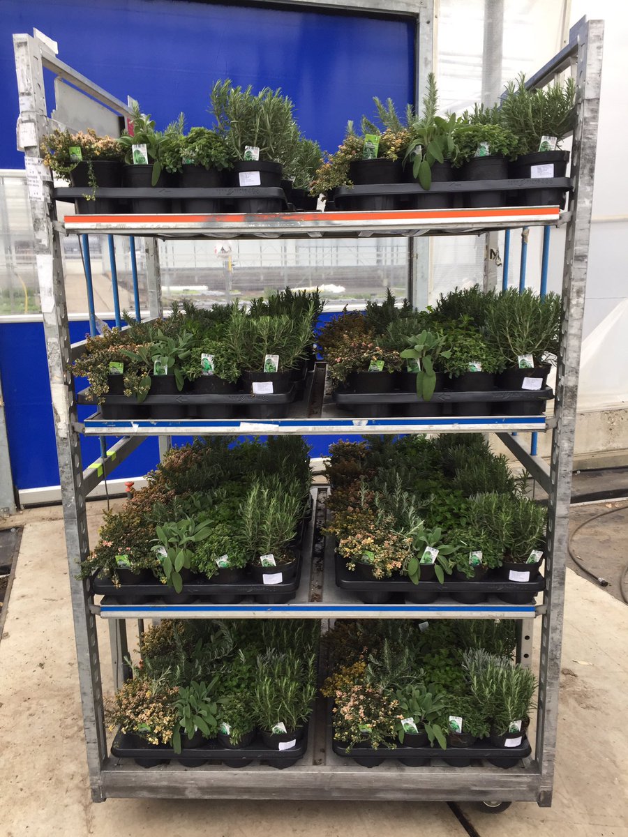 GCollectP's tweet image. We gaan weer van start! Morgen op de klok in Aalsmeer, het eerste karretje met tuinkruiden 14 cm van Opalbenga! @FloraHolland @Luushooyman