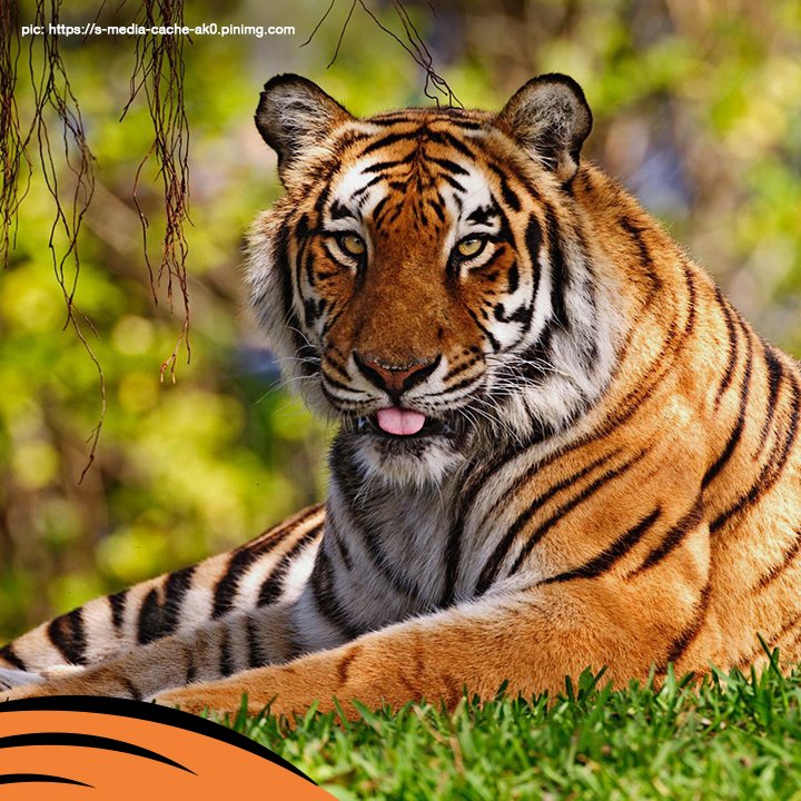 Save Our Tigers on Twitter: 