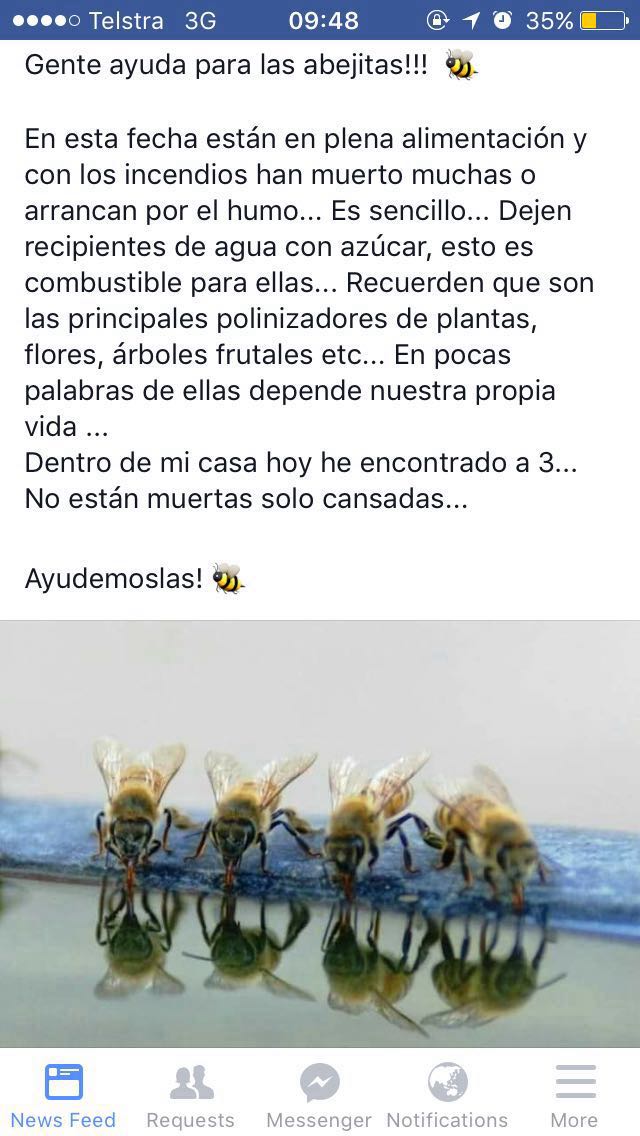 leocaprile's tweet photo. Son vitales para polinizar https://t.co/pLkg8G1X1h