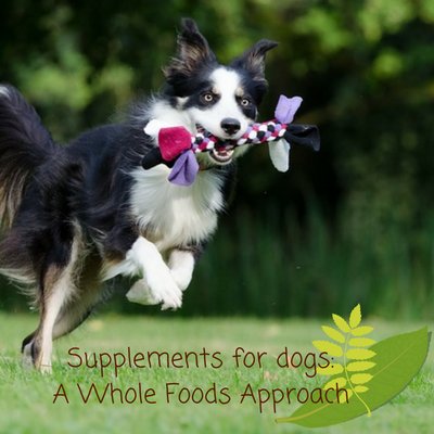 HindyPearson's tweet photo. 3 key #supplementsfordogs https://t.co/KLz73ZnfhT #wholefoods #naturalpets #doghealth #seniordoghealth #seniordogs #dogs https://t.co/S14F1AmP6G