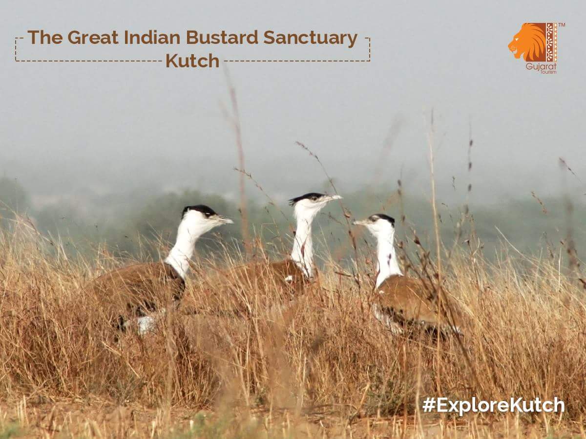The Great Indian Bustard bird Sanctuary which is almost becoming extinct in other regions of the country. #ExploreKutch