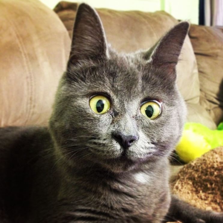 Кот удивление. Удивленный кот. Удивленный кот фото. Кот выражает удивление. Кот с удивленным лицом.