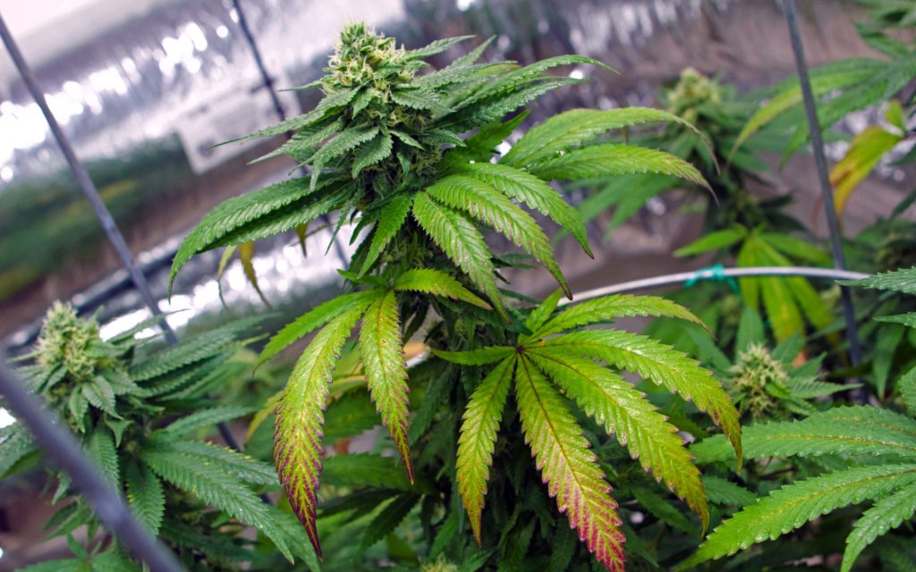 Congrats! As of today marijuana is officially legal in #Maine! bit.ly/2kMaouf