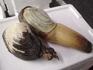 I ミル貝に対抗したやつ送ろうと思ってなんとなくアワビの画像検索したら思ってた以上にマンコ感みなぎってて超ビビってる ホラ