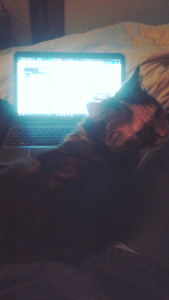 //When I've become my cat's permanent sitting chair. She truly is the writer behind all my characters.