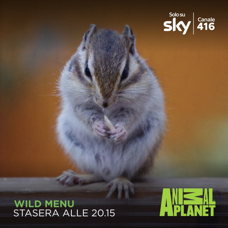 DiscoveryIT's tweet photo. Se vi siete mai chiesti quali siano i cibi preferiti dagli animali, alle 20.15 venite su #SkyCanale416: c’è #WildMenu! https://t.co/QFeMmpgfEe