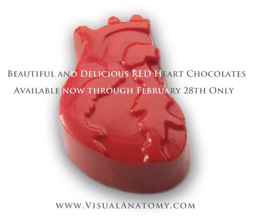 VisualAnatomy's tweet photo. Boxes with red hearts now available @ https://t.co/jtD6dotJfX https://t.co/kfK24HqGqH