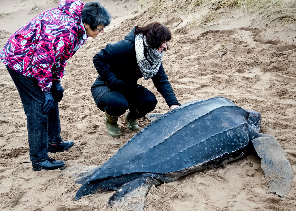 marinelifeangus's tweet photo. Remembering Jan 2016 @SNHbiodiversity @TayBiodiversity @strandings and the beautiful #leatherbackturtle washed up at at #STCyrusNNR https://t.co/hjGjASfcOv