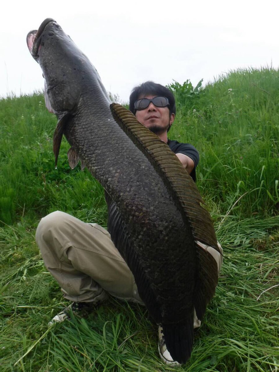 加藤 武 幼少より 雷魚釣りを中心とし 様々な魚種も含め釣り三昧な自分ですが 本日よりtwitter 初めてみました 拡散希望 雷魚 釣り 知っているrt スネークヘッド Abu フロッグ モンスター シーバス ブラックバス 雷魚釣りが好きな人rt 加藤 武 幼少より 雷魚釣りを中心とし 様々な魚種も含め釣り三昧な自分ですが 本日よりtwitter 初めてみました 拡散希望 雷魚 釣り 知っているrt スネークヘッド Abu フロッグ モンスター シーバス ブラックバス 雷魚釣りが好きな人rt