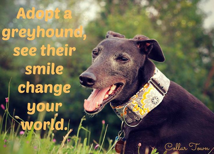 Gerrythegrey's tweet photo. #houndsoftwitter #BGPuk #happymonday https://t.co/8qa1niEIIM