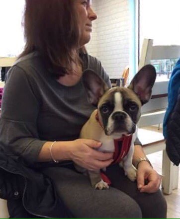 New member of Iwade came to visit us today for his first visit
Oakley the Frenchie 
What a cutie ...... ❤ #frenchbulldog