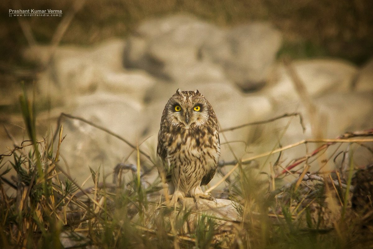 Short-eared Owl (Asio flammeus)
Tumadiya Reservoir, Uttarakhand
Jan 2017

|| birdlifeindia.com ||