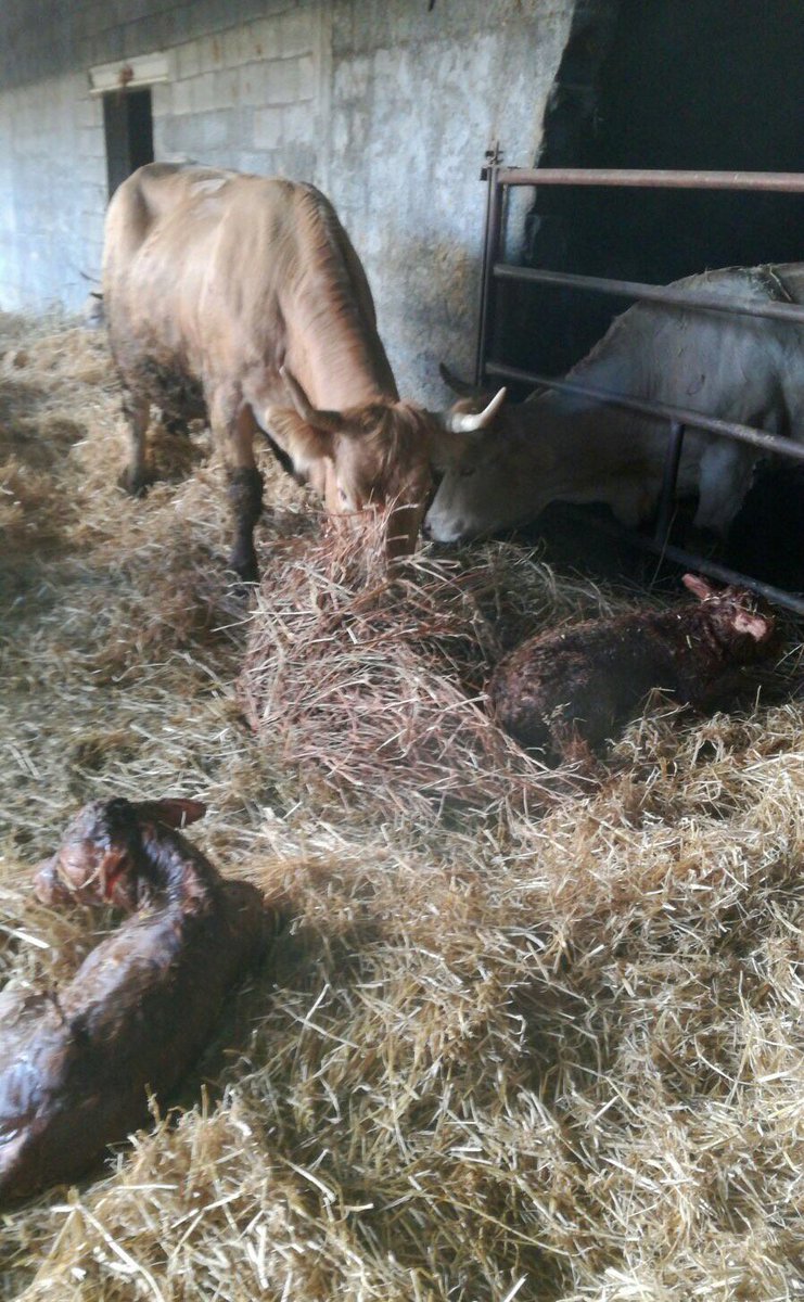 Diputación de Huesca tweet media